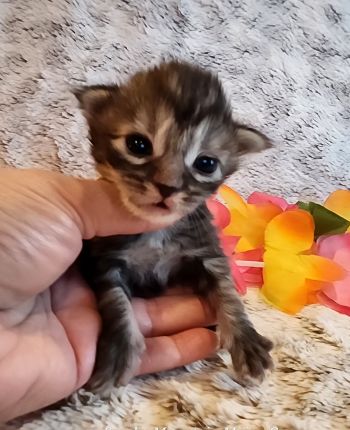 MainecoonKittenMazeyDandy04042025FPurple5.jpg