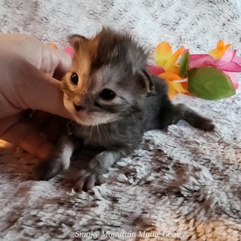 MainecoonKittenMazeyDandy04042025FYellow6.jpg