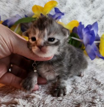 MainecoonKittenMazeyDandy04042025MBlue5.jpg