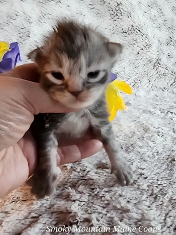 MainecoonKittenMazeyDandy04042025MBlue7.jpg