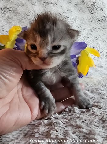 MainecoonKittenMazeyDandy04042025MBlue9.jpg