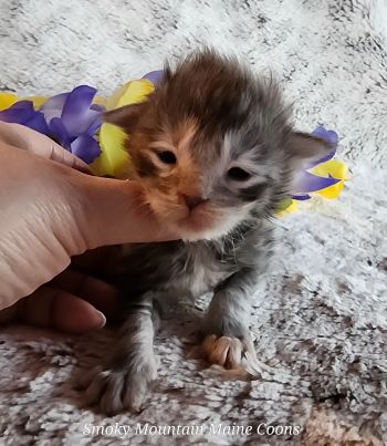 MainecoonKittenMazeyDandy04042025MGreen5.jpg