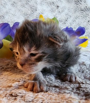 MainecoonKittenMazeyDandy04042025MGreen6.jpg