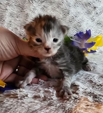 MainecoonKittenMazeyDandy04042025MOrange13.jpg