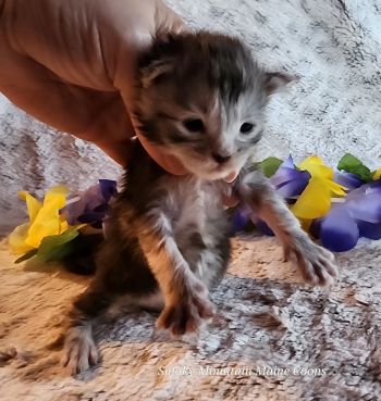 MainecoonKittenMazeyDandy04042025MOrange6.jpg