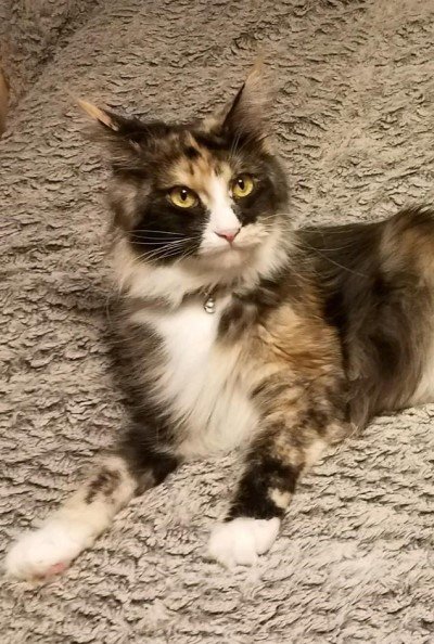 MainecoonPrincessZiva1.jpg