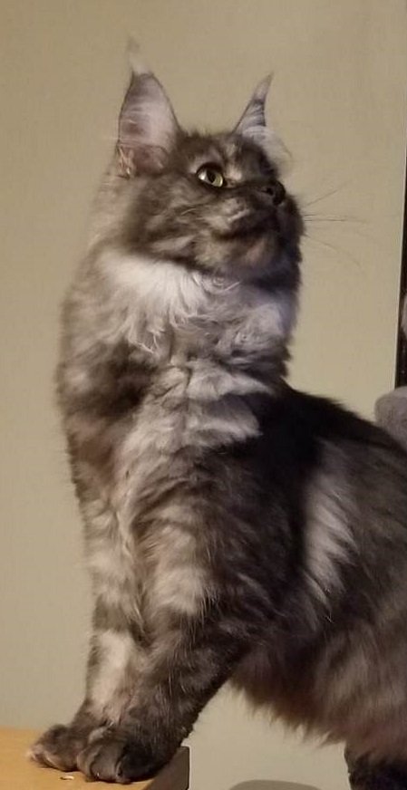 Mainecoon_Queen_Diamond_Enigma2.jpg