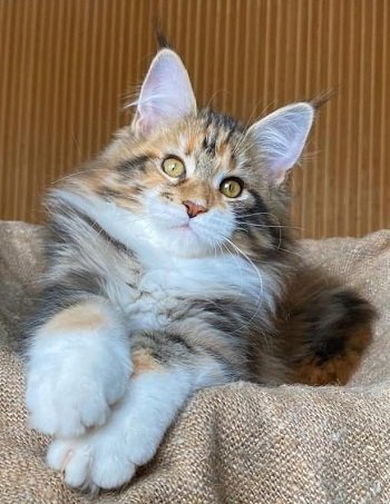 Mainecoon_Queen_Eremeya5