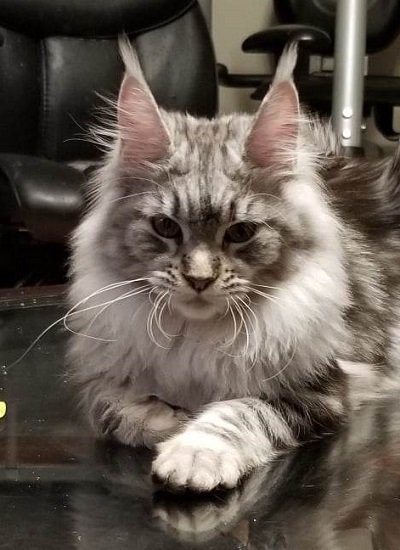 Mainecoon_Queen_Evanstar1.jpg