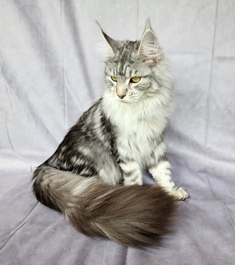 Mainecoon_Queen_Evanstar9.jpg
