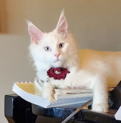 Mainecoon_Queen_Mystique1.jpg