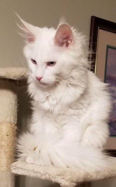 Mystique Chudo ‘Mysti’, White Maine Coon queen, photo 1