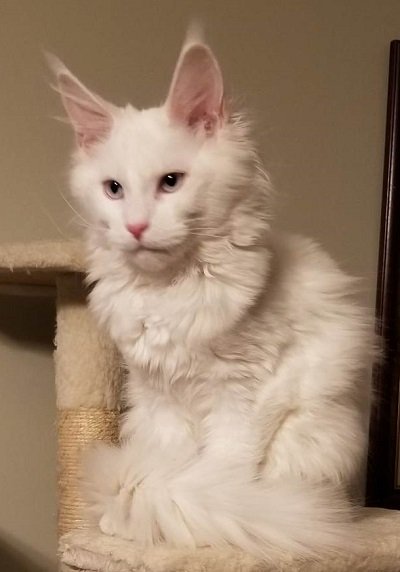 Mystique Chudo ‘Mysti’, White Maine Coon queen, photo 1