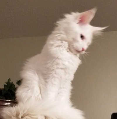 Mystique Chudo ‘Mysti’, White Maine Coon queen, photo 1