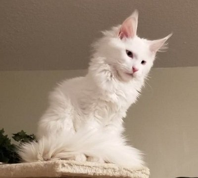 Mystique Chudo ‘Mysti’, White Maine Coon queen, photo 1