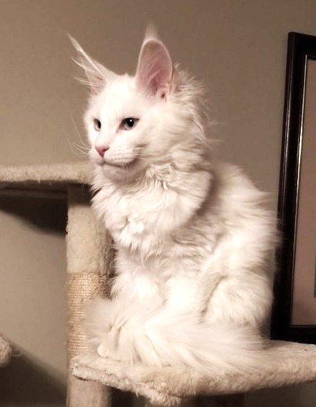 Mystique Chudo ‘Mysti’, White Maine Coon queen, photo 1