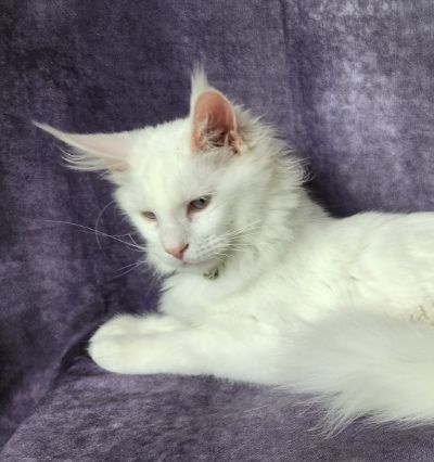 Mystique Chudo ‘Mysti’, White Maine Coon queen, photo 1