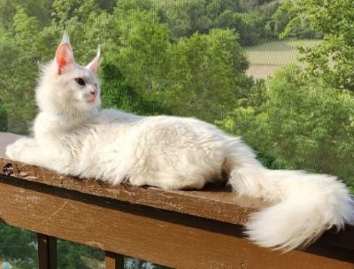 Mystique Chudo ‘Mysti’, White Maine Coon queen, photo 1