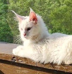 Mystique Chudo ‘Mysti’, White Maine Coon queen, photo 1