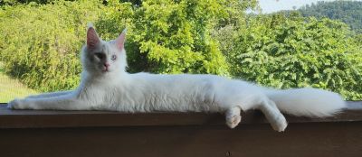 Mystique Chudo ‘Mysti’, White Maine Coon queen, photo 1