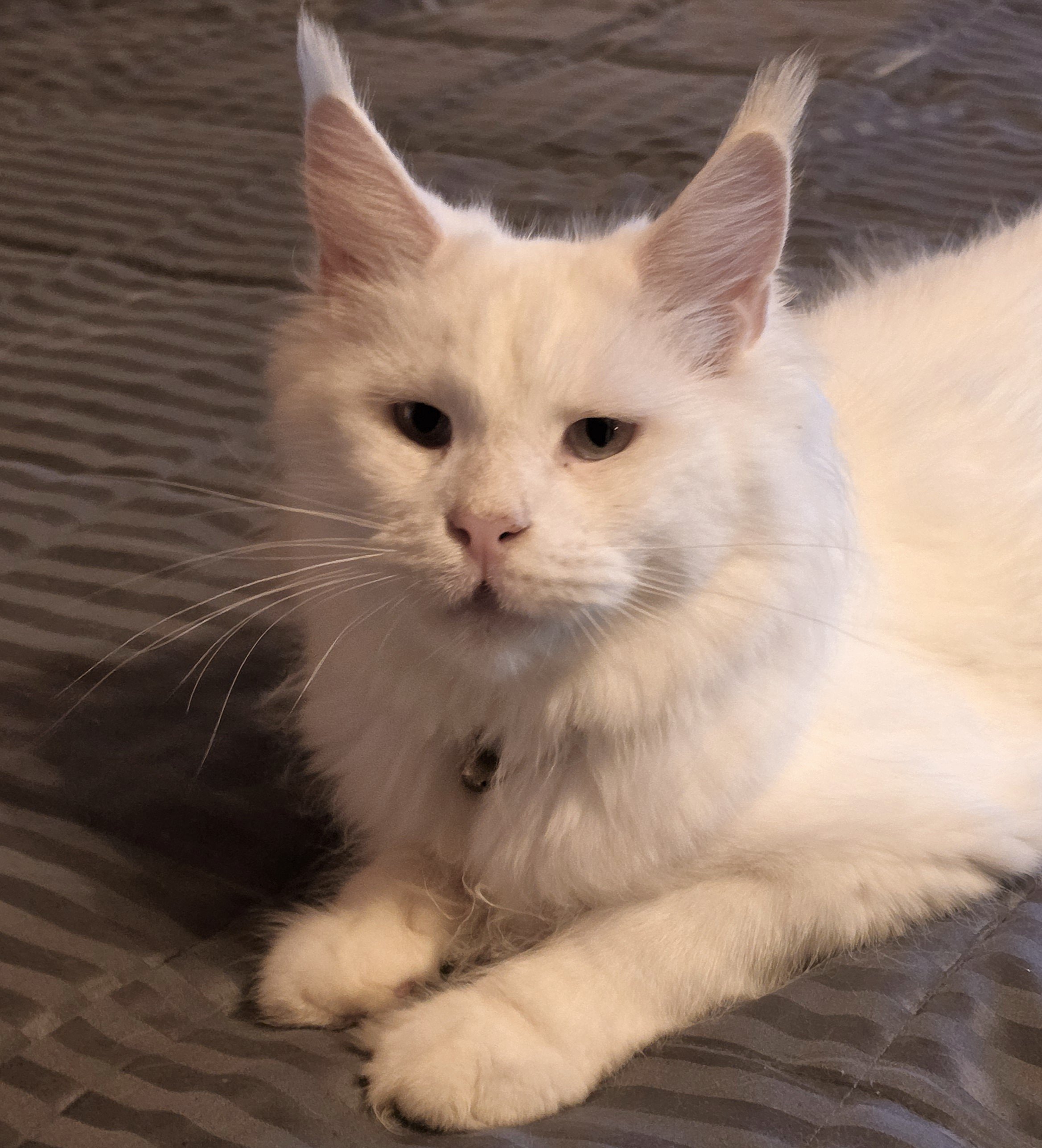 Mystique Chudo ‘Mysti’, White Maine Coon queen, photo 1