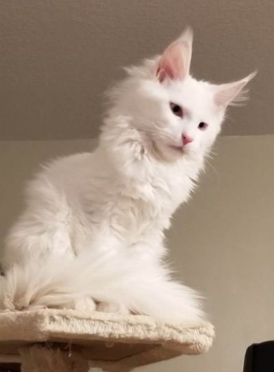 Mystique Chudo ‘Mysti’, White Maine Coon queen, photo 1