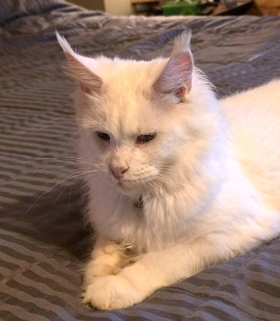 Mystique Chudo ‘Mysti’, White Maine Coon queen, photo 1