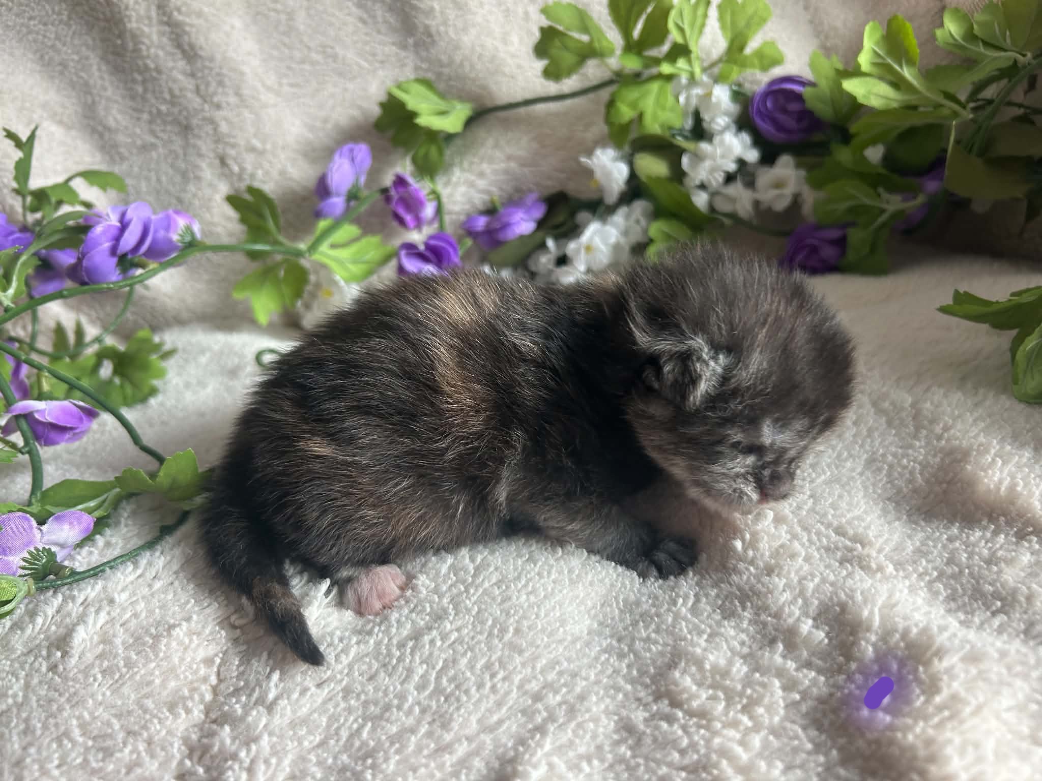 Purple Collar Female 2