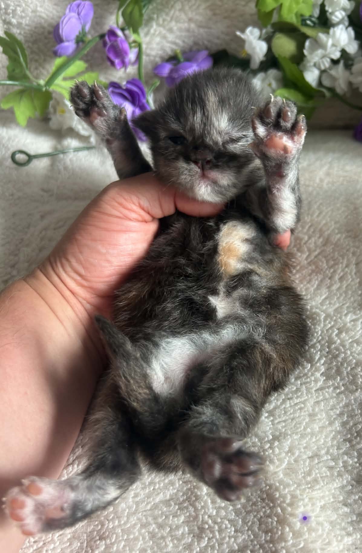 Purple Collar Female 3