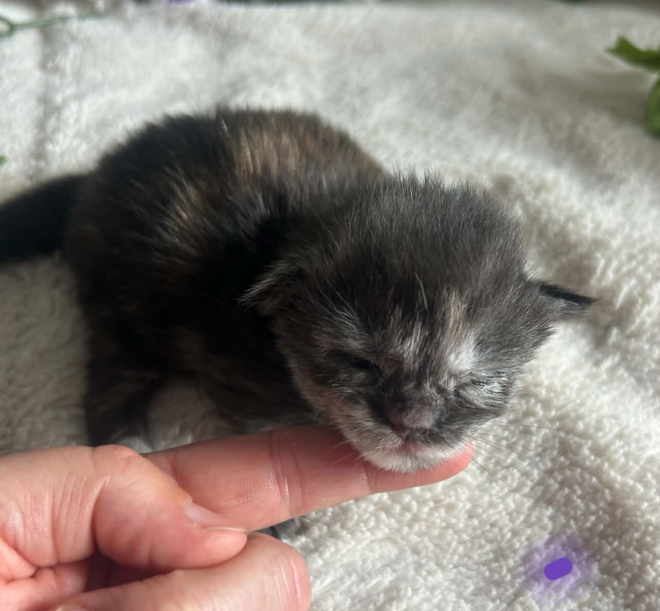 Purple Collar Female 5