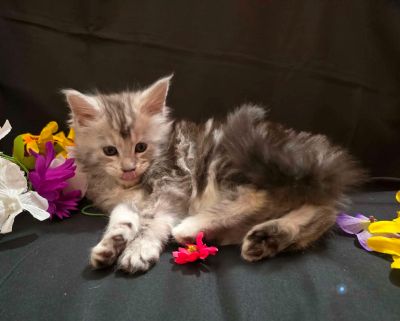 River blue collar male Maine Coon kitten photo 6