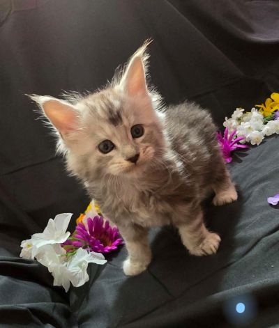 River blue collar male Maine Coon kitten photo 5