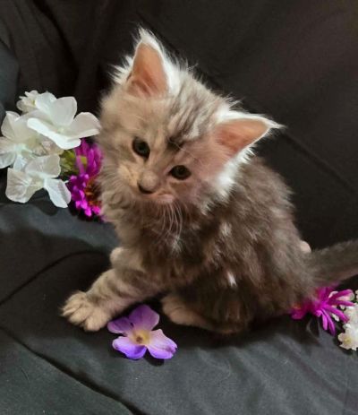 River blue collar male Maine Coon kitten photo 4