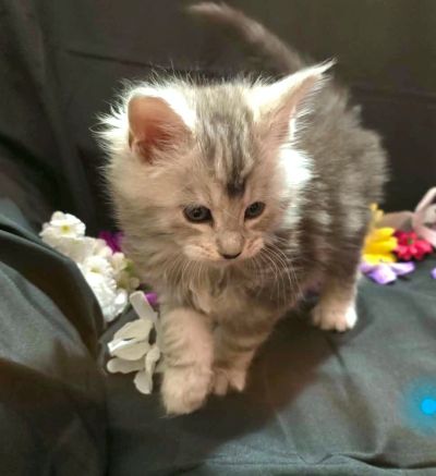 River blue collar male Maine Coon kitten photo 3