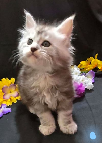 River blue collar male Maine Coon kitten photo 1