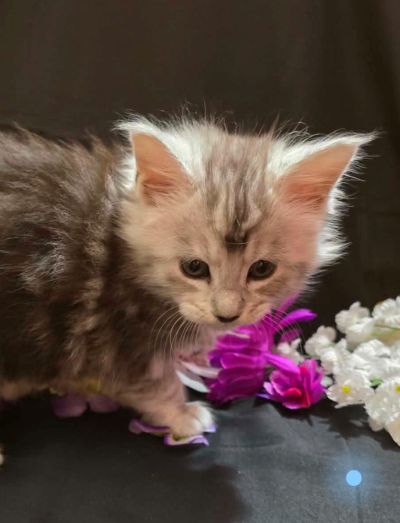River blue collar male Maine Coon kitten photo 10