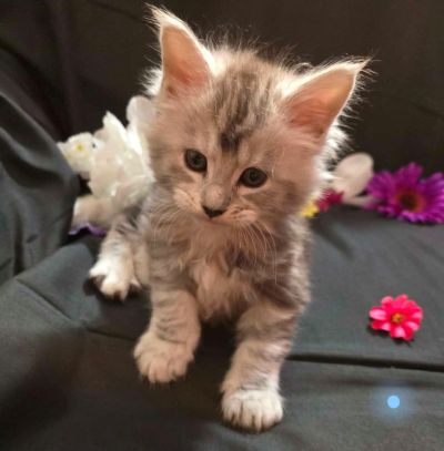 River blue collar male Maine Coon kitten photo 8