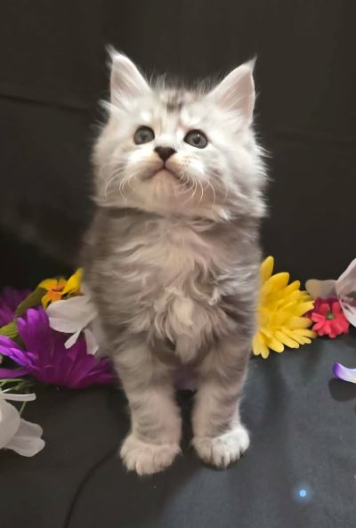 River blue collar male Maine Coon kitten photo 7