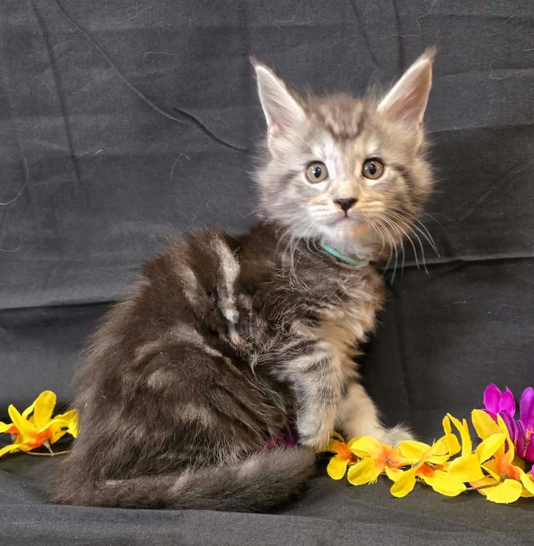Moss green collar male Maine Coon kitten photo 4