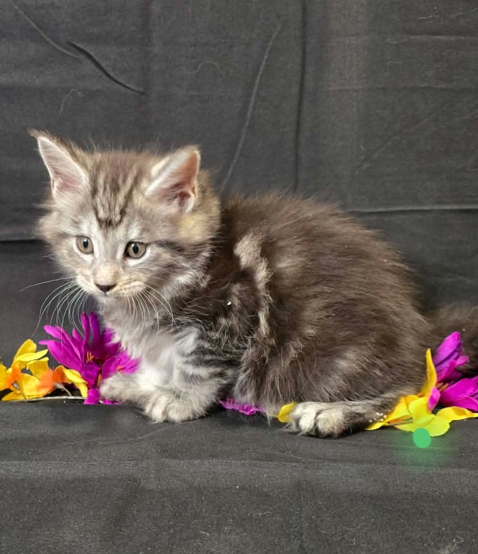 Moss green collar male Maine Coon kitten photo 5