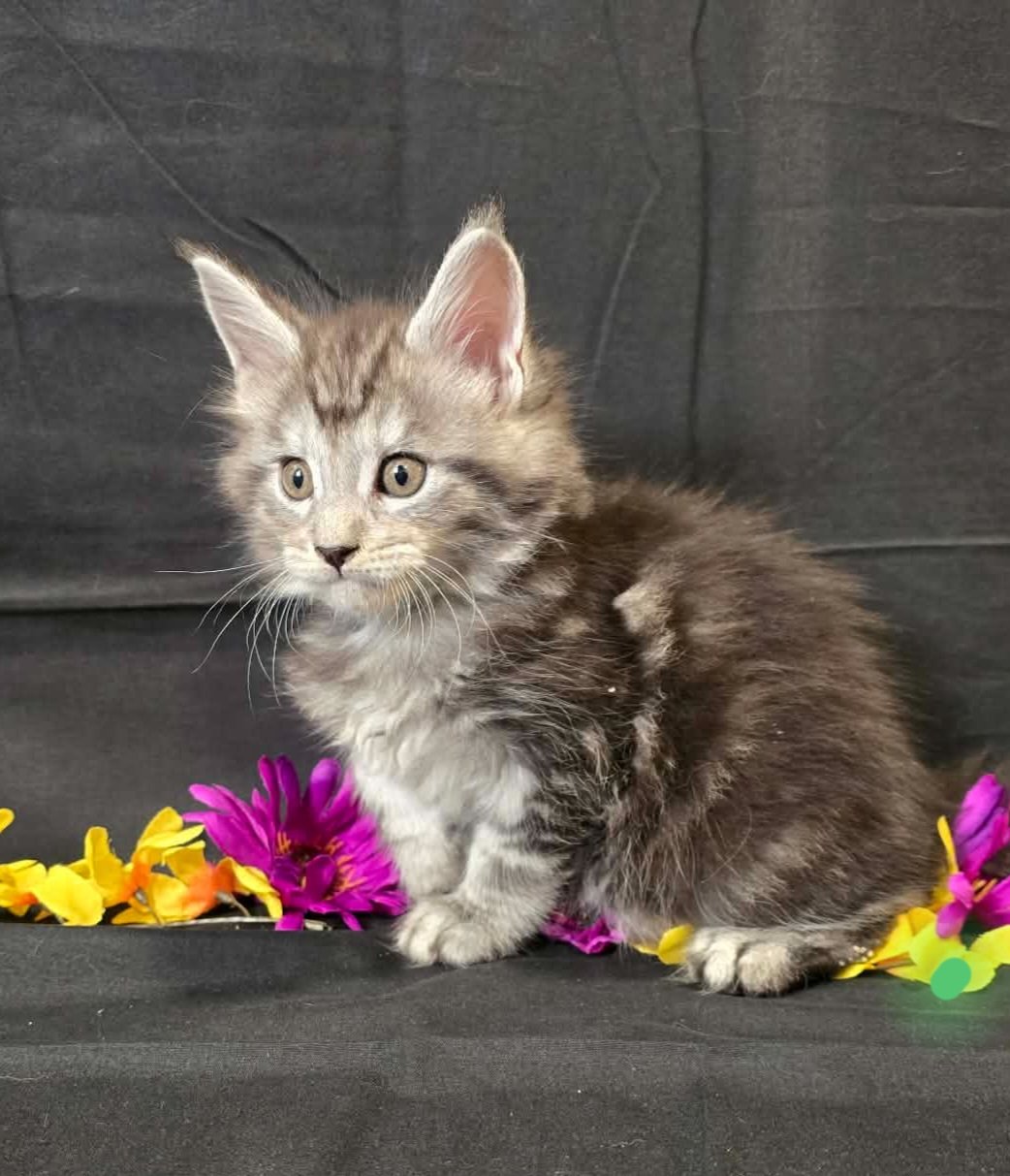 Moss green collar male Maine Coon kitten photo 1