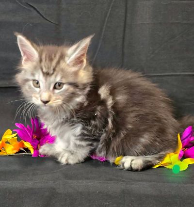 Moss green collar male Maine Coon kitten photo 2
