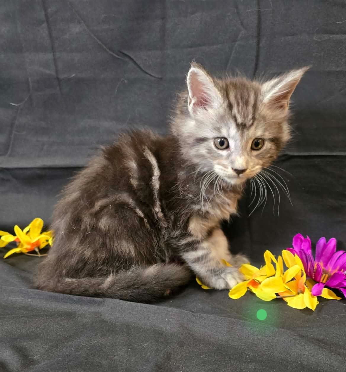 Moss green collar male Maine Coon kitten photo 6