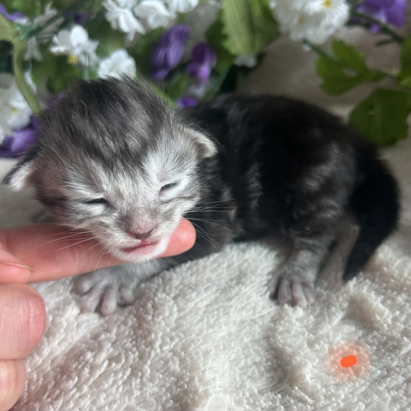 Orange Collar Male 3