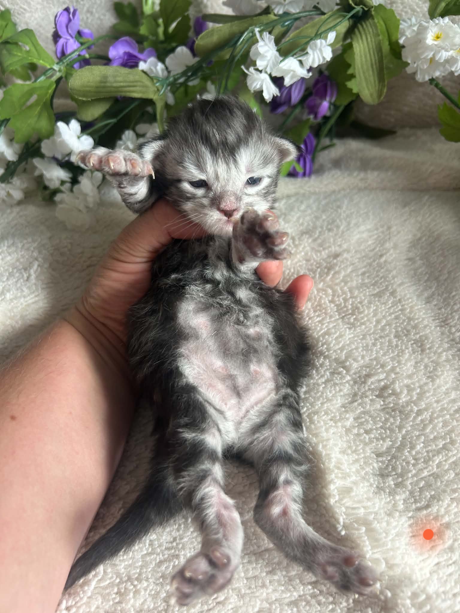 Orange Collar Male 5
