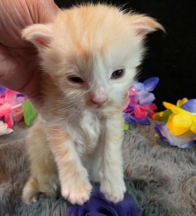 Duchess Chantilly purple collar female Maine Coon kitten photo 1