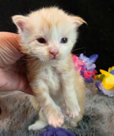 Duchess Chantilly purple collar female Maine Coon kitten photo 2