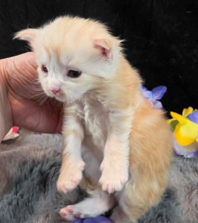 Duchess Chantilly purple collar female Maine Coon kitten photo 4