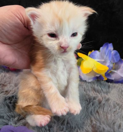 Duchess Chantilly purple collar female Maine Coon kitten photo 5