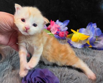 Duchess Chantilly purple collar female Maine Coon kitten photo 6